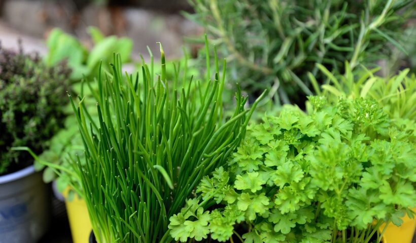 herbs, garden, herb garden