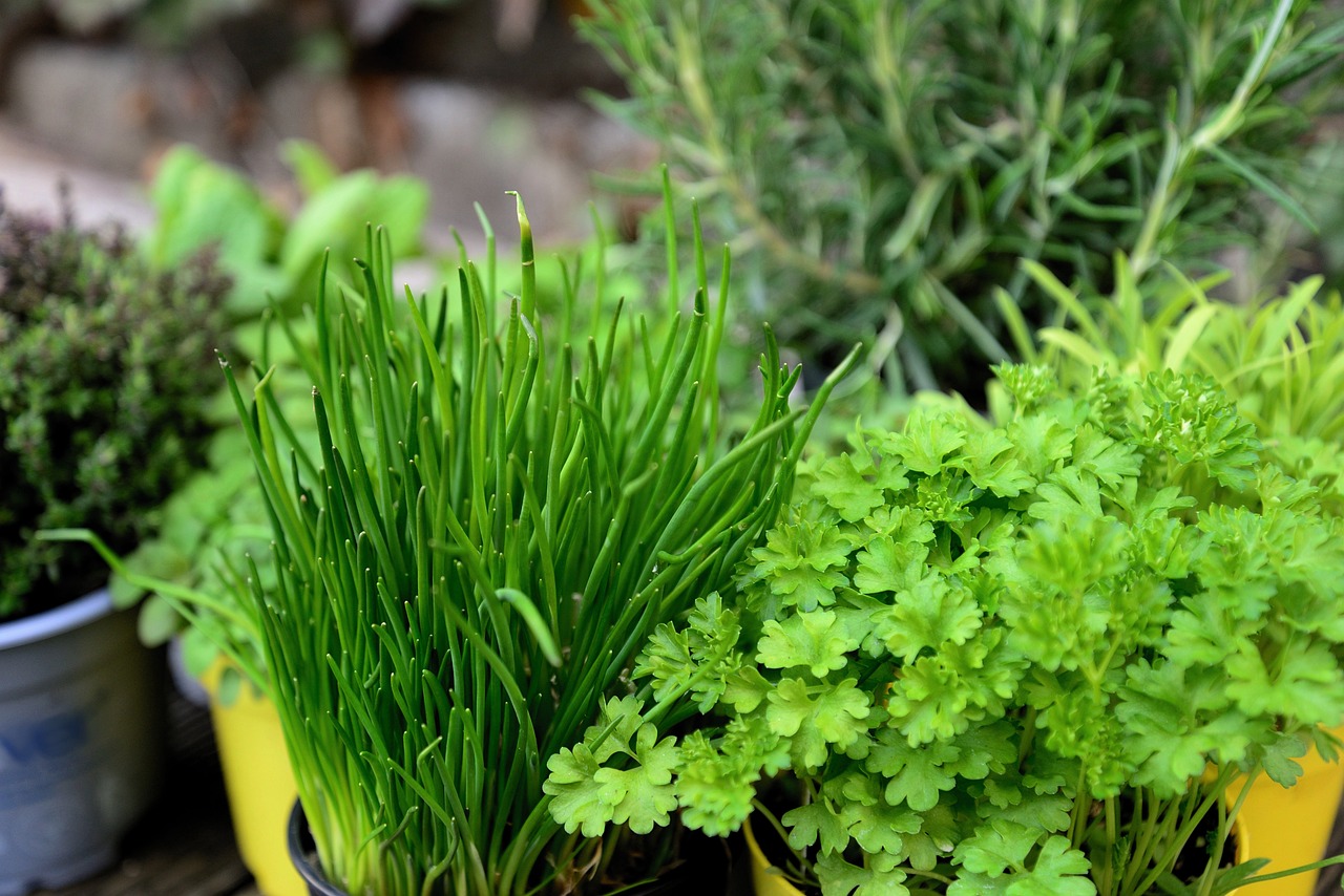 herbs, garden, herb garden