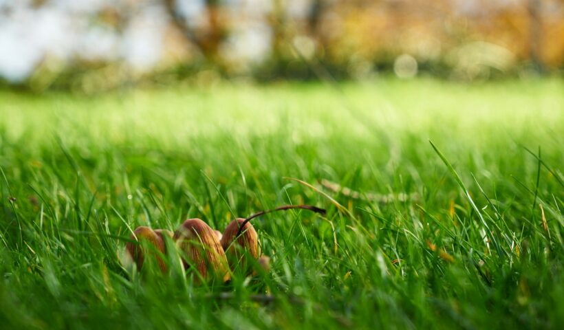 a close up of a grass field with trees in the background