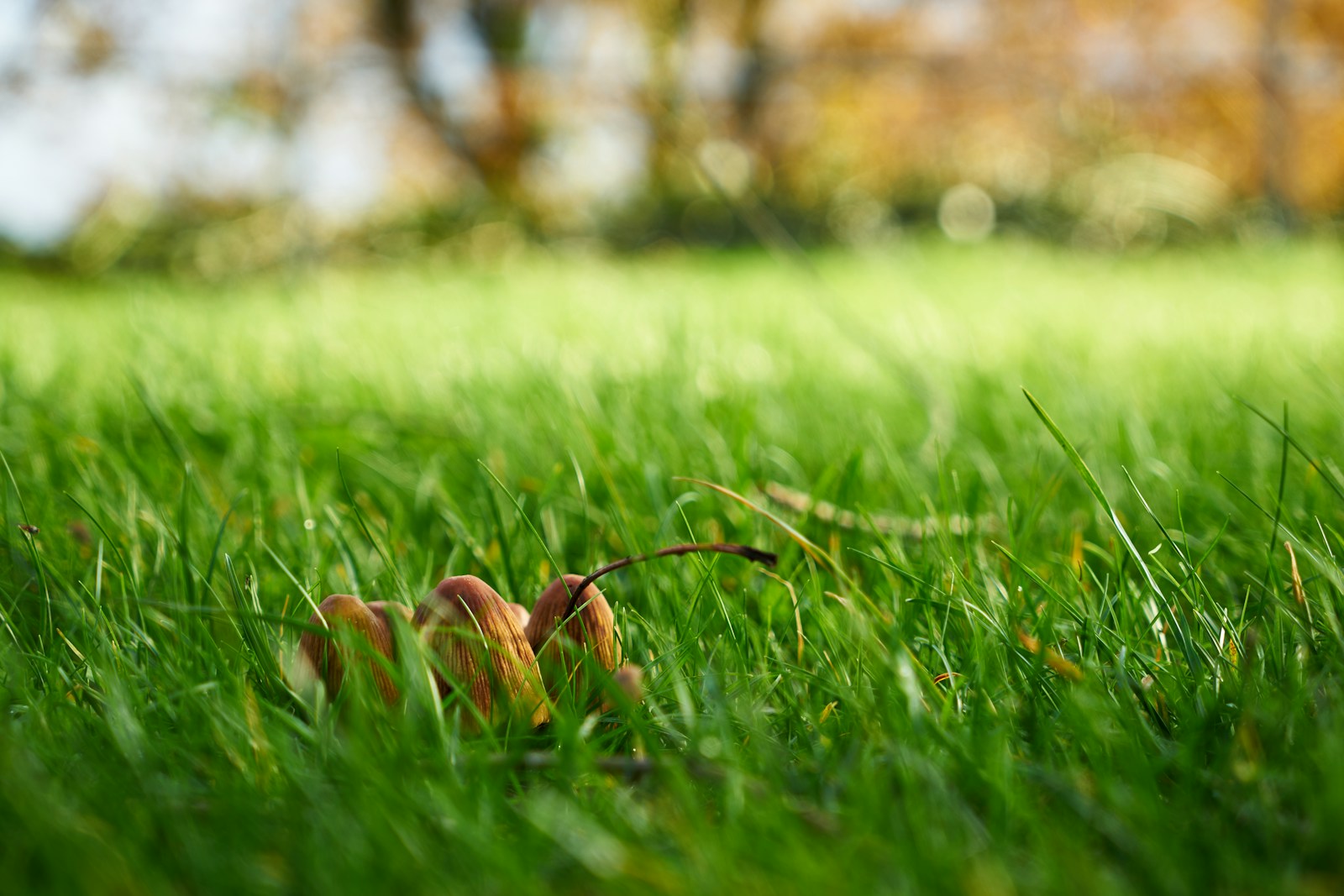 a close up of a grass field with trees in the background