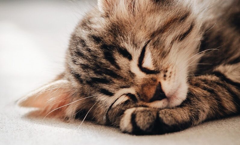 brown tabby kitten lying on white textile