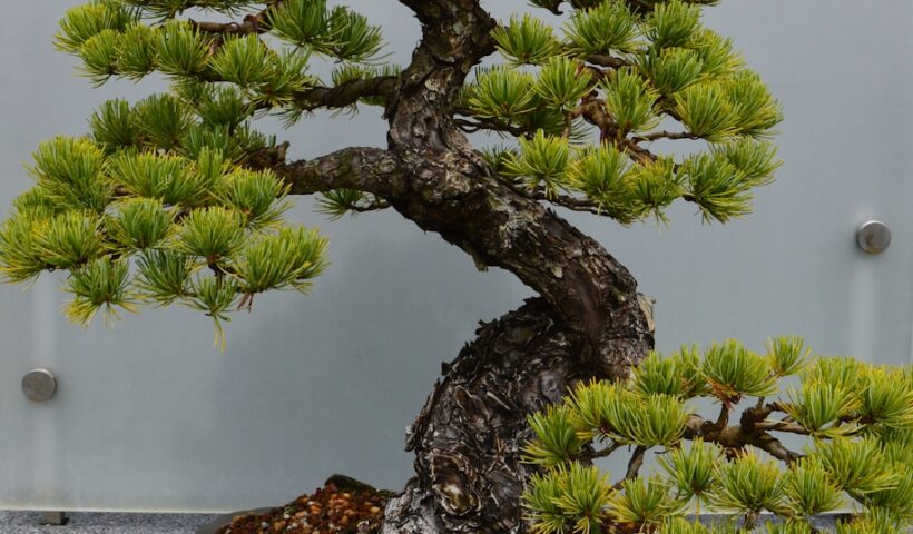 a bonsai tree in a pot on a table