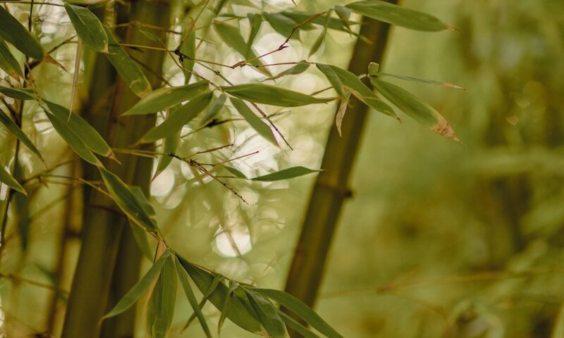 green plant with water droplets